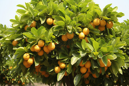 农村果园中成熟的柑橘果实图片