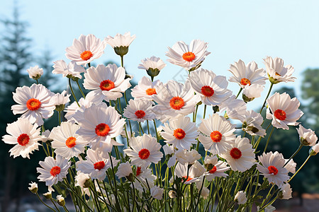 夏天户外盛开的洋甘菊花朵图片