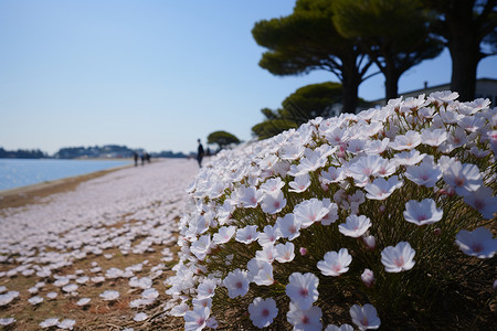 北海道花海北海道盛开的美丽花朵背景