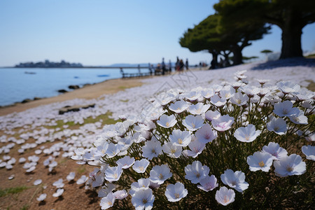 北海道花海夏季北海道盛开的美丽花朵背景