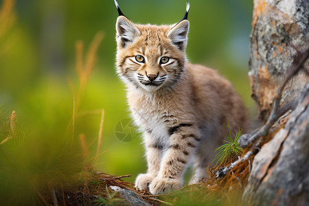 野生猫热带丛林中的猞猁猫背景