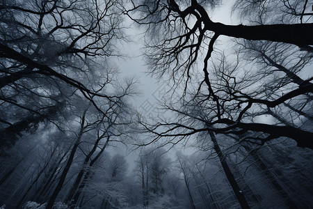 冬天迷雾笼罩的森林景观背景图片