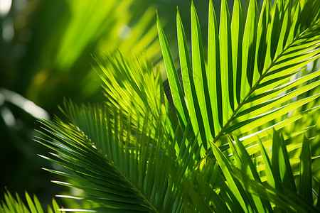 热带扇形的树叶背景图片