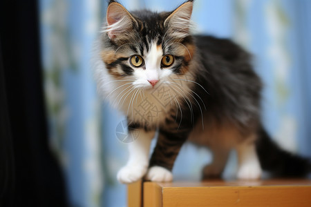 基蒂塔斯白色胡须的小猫背景