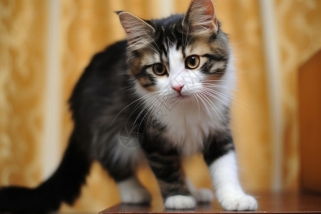 基蒂塔斯漂亮毛发的小猫背景