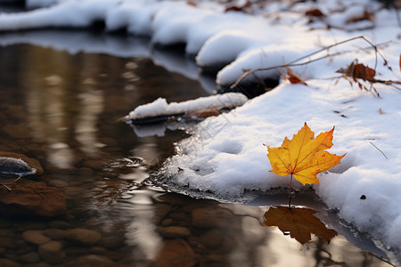 积雪上的落叶背景图片