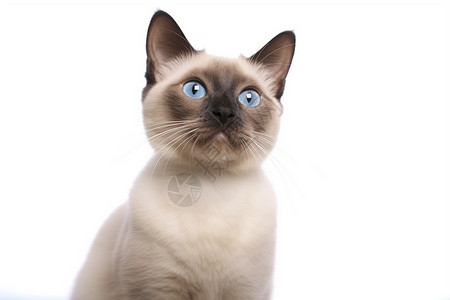 一只蓝眼睛的猫图片