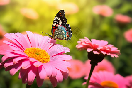 蝴蝶趴在野花上背景图片
