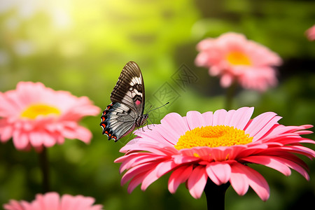 彩色蝴蝶落在花朵上高清图片