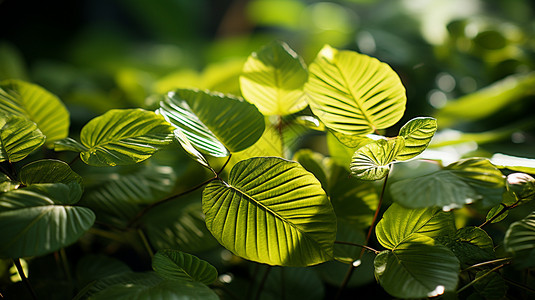 翠绿的植物叶子图片