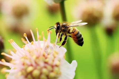 正在采蜜的蜜蜂背景图片