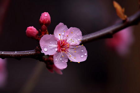 美丽的梅花树枝骨朵高清图片