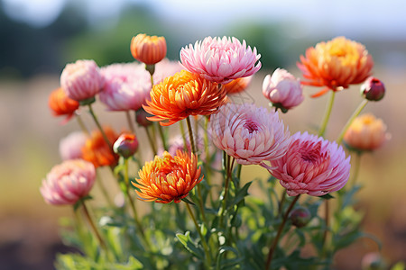 公园的菊花植物图片