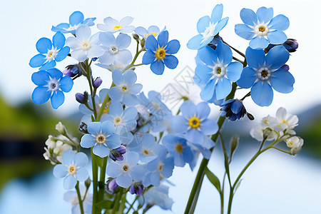 蓝色花朵花瓣图片
