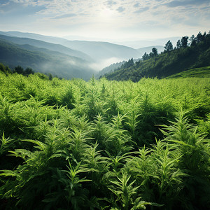 种植的绿色艾草高清图片