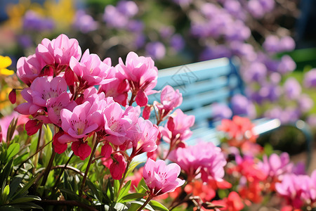 郁金香花朵图片