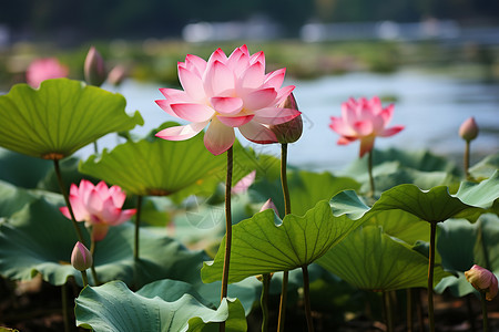 夏天花园池塘中盛开的莲花图片