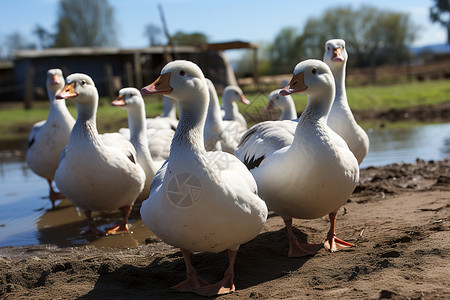 乡村农场中养殖的家禽图片