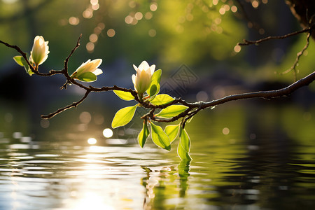 湖畔的花枝背景图片