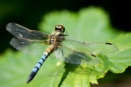 夏季森林中的蜻蜓高清图片