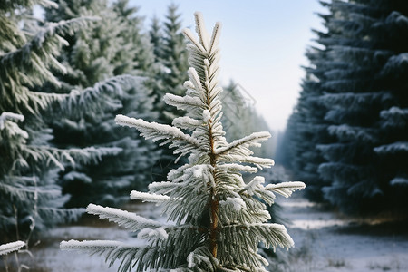 白雪覆盖的松树小径图片