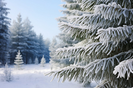 冬季白雪覆盖的森林景观背景图片