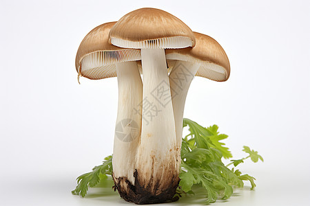 蘑菇培育新鲜的蘑菇食材背景