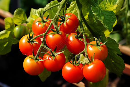 收货单花园里种的番茄背景