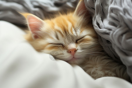 温馨睡觉的小猫图片