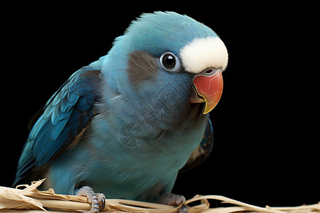 可爱的蓝色鹦鹉图片