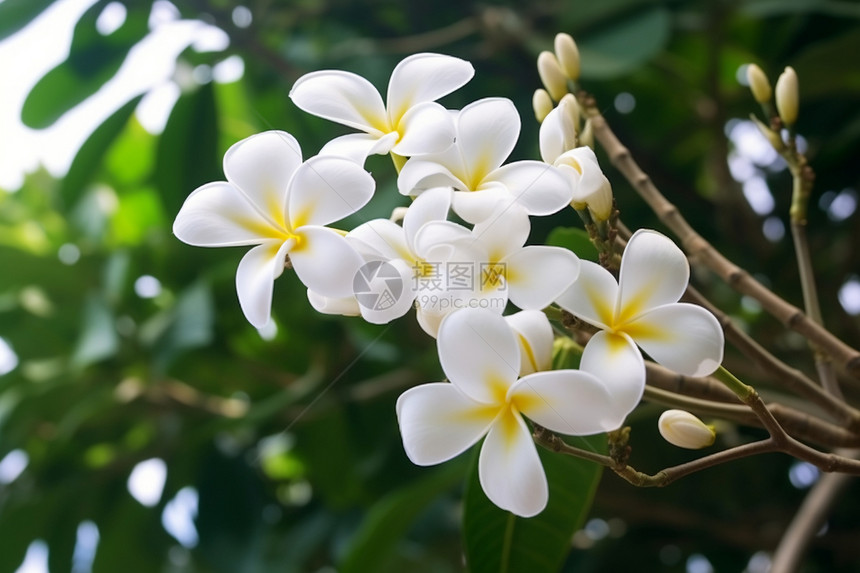 美丽的鸡蛋花图片