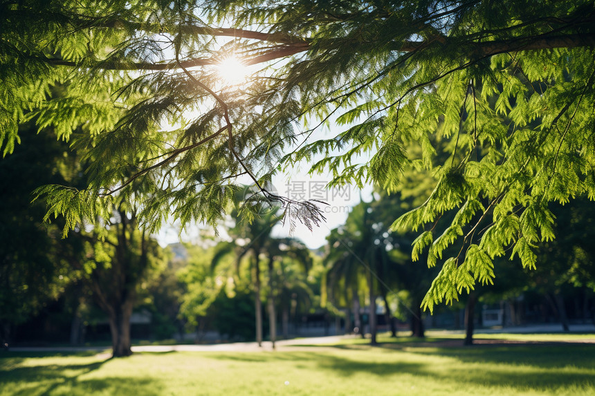 美丽的夏日公园图片