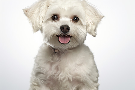 白色的小狗背景图片