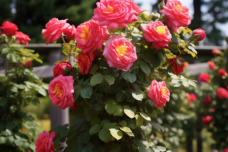 花园中美丽的玫瑰花朵图片