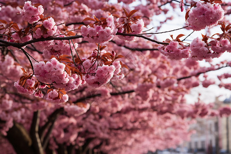 城市公园中盛开的樱花背景图片
