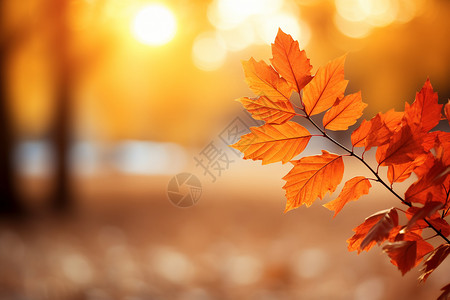 秋季公园的绚丽景色背景图片