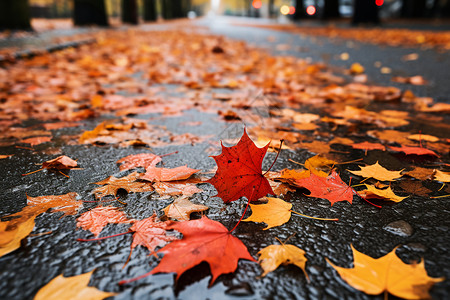 秋天雨后道路上的落叶图片