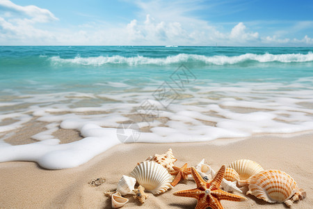 热带海滩上的贝壳背景图片