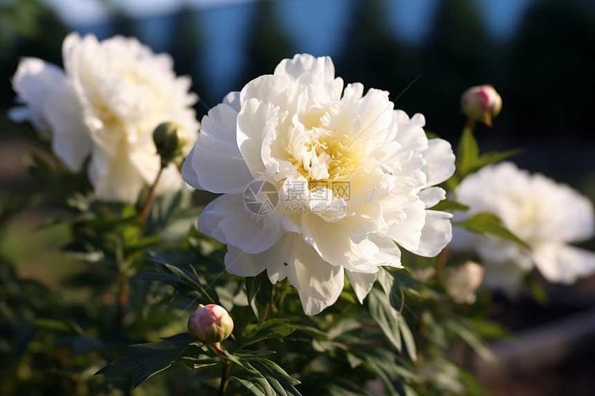 花园中纯白色的牡丹花图片