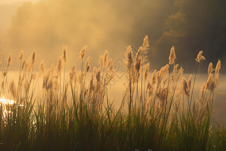 湖畔野生的芦苇丛背景图片