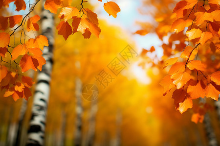 美丽的秋季落叶公园背景图片