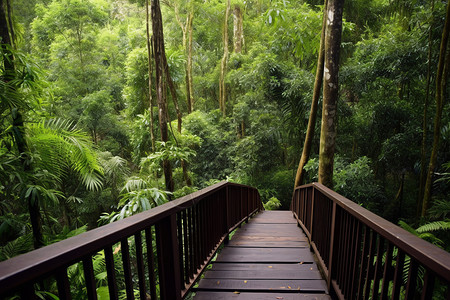 雨林探险绿野探险背景