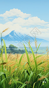 夏季茂盛的稻田图片