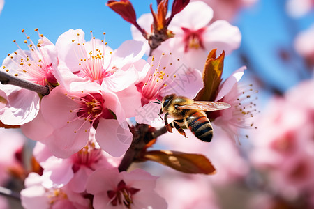 春天户外盛开的樱花图片
