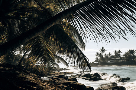 棕榈树沙滩棕榈海岸高清图片