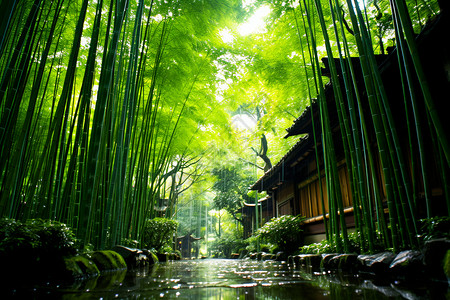 房屋后的竹林背景图片