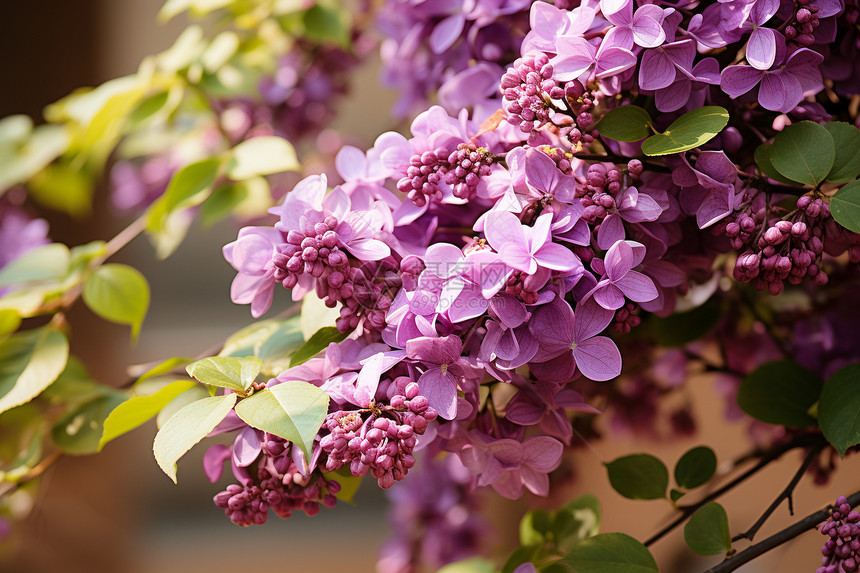 户外盛开的紫丁香图片