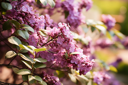 枝干上紫色的花卉背景图片