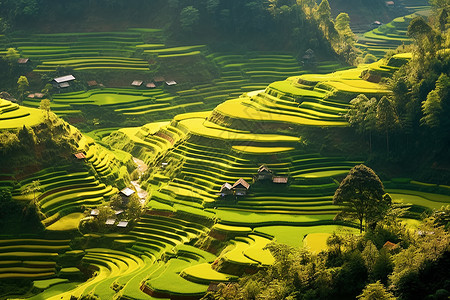 夏季乡村种植的梯田景观图片