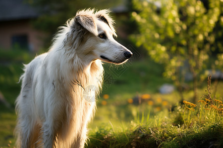 帅气的俄罗斯猎狼犬高清图片